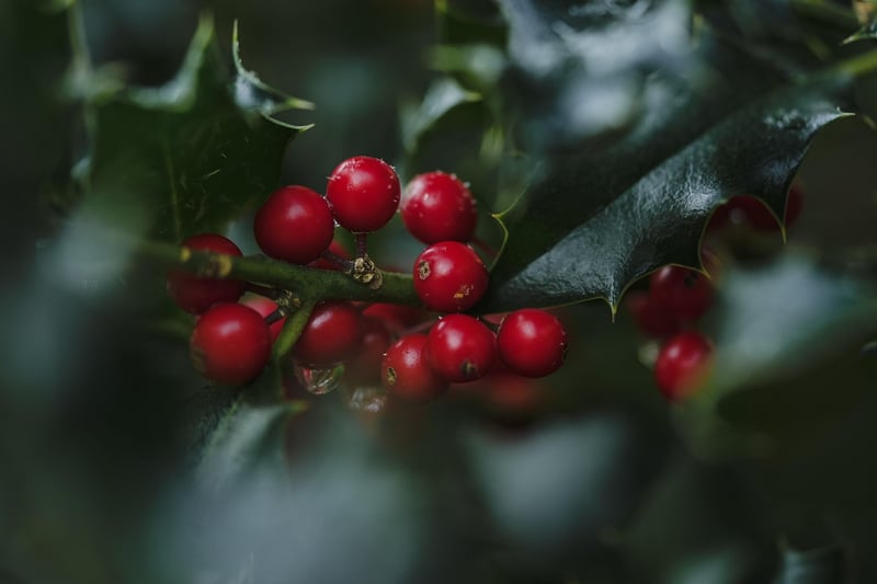 Summer Berries